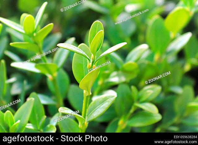 Spring sunlight on the green mountain boxwood in the garden