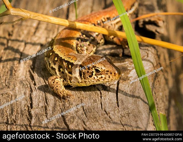 25 July 2023, Brandenburg, Doeberitzer Heide: 25.07.2023, Doeberitz Heath. A female fence lizard (Lacerta agilis) in the process of moulting crawls along under...