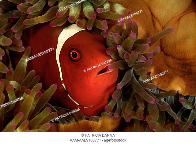 Female Spine-cheek Anemonefish (Premnas biaculeatus) pulling Tentacules of the Bulb-tipped Sea Anemone (Entacmaea quadricolor) Bali, Indonesia