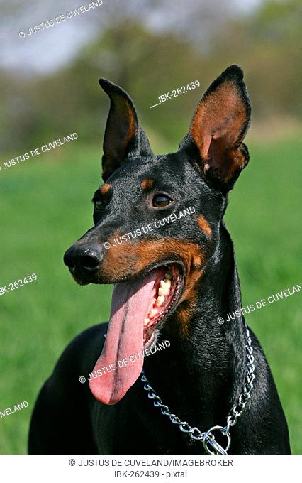 Panting doberman pinscher - doberman - female - portrait - domestic dog