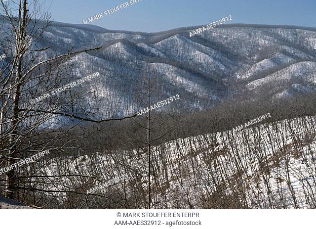 Sikhote-Alin Reserve, Sib. Tiger Habitat, in Winter, Far East, Russia