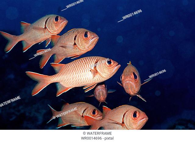 Shoal of Soldierfish, Myripristis murdjan, Pacific, Micronesia, Palau