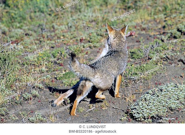 Gray zorro, Argentine gray fox, South American gray fox (Dusicyon griseus, Pseudalopex griseus, Lycalopex griseus), with prey, Chile, Ultima Esperanza