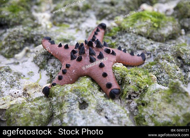 Chocolate Chip Starfish (Protoreaster nodosus) on rocks at low tide, Panglao, Central Visayas, Philippines, Asia