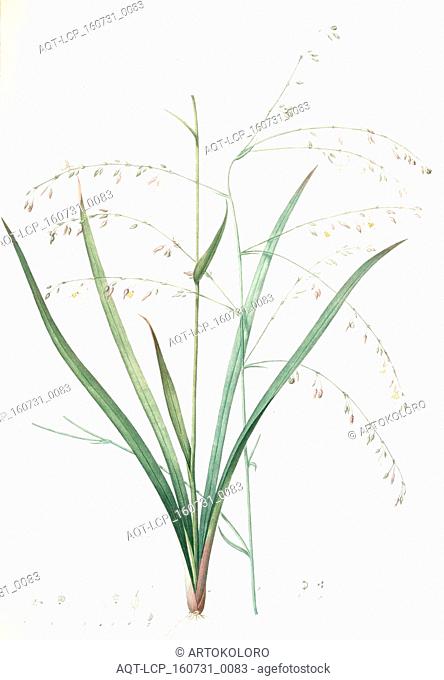 Anthericum milleflorum, Arthropodium paniculatum; Anthéric à millie fleurs, Pale Vanilla Lily, Redouté, Pierre Joseph, 1759-1840, les liliacees, 1802 - 1816