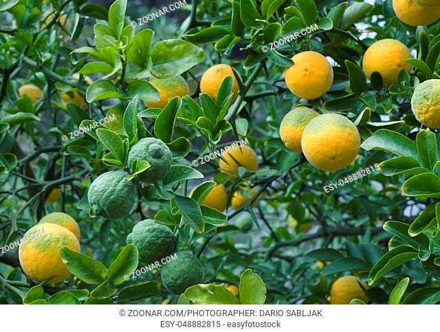 Poncirus Trifoliata. Japanese Bitter Orange. Hardy Orange. Trifoliate Orange. Citrus Tree. Chinese Bitter Orange. Citrus Trifoliata Fruit Tree