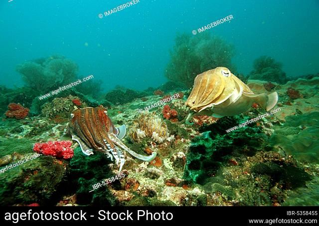 Pharaoh Cuttlefish (Sepia pharaonis), Andaman sea, Myanmar, Burma, Giant Cuttlefish, Asia