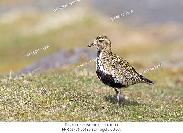 Eurasian Golden Plover (Pluvialis apricaria) adult, breeding plumage, standing on moorland, Yorkshire Dales, Yorkshire, England, April