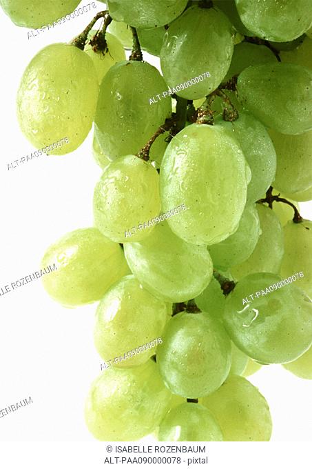 Wet grapes, close-up