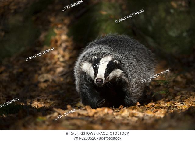 European Badger ( Meles meles ), adult animal, runs through a spotlight on the ground of a forest, looks funny, frontal shot, Europe