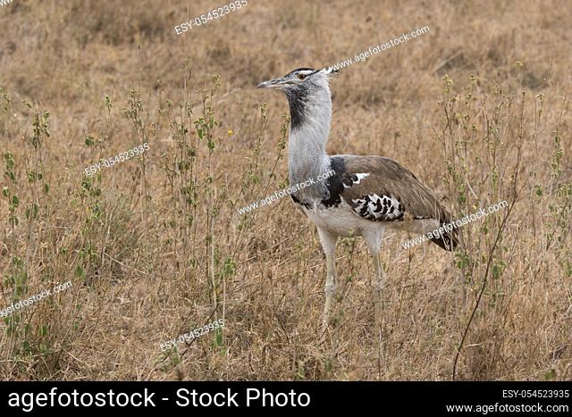 kori bustard standing among the dry grass and shrubs with berries in the savanna