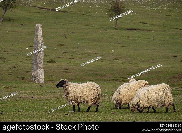 ovejas pastando en las campas frente al menhir de Akarte, Parque Megalítico de Legaire, campas de Legaire , Ã. lava, Pais Vasco, Spain