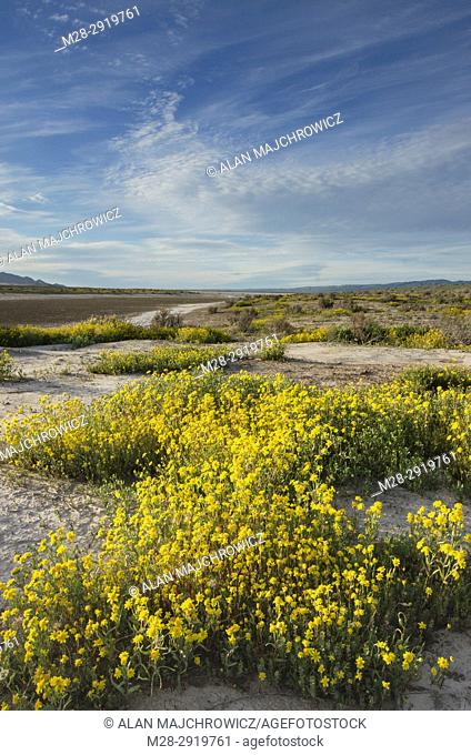 Carrizo Plains National Monument, California. Yellow Goldfields (Lasthenia sp. ) carpeting the plains near Soda Lake