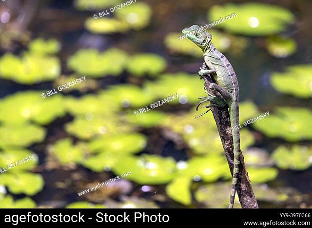 Juvenile Green Basilisk or Plumed Basilisk (Basiliscus plumifrons) - La Laguna del Lagarto Eco-Lodge, Boca Tapada, Costa Rica
