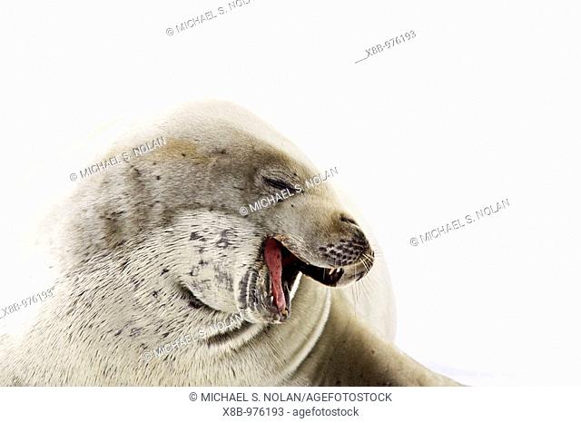 Crabeater seals Lobodon carcinophaga swimming along or hauled out on fast ice floe in Bourgeois Fjord 67°40'S 67°5'W near the Antarctic Peninsula  The Crabeater...