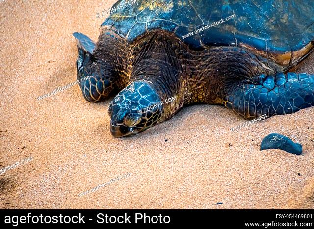 A large sea turtle relaxing along the shoreline of the beach
