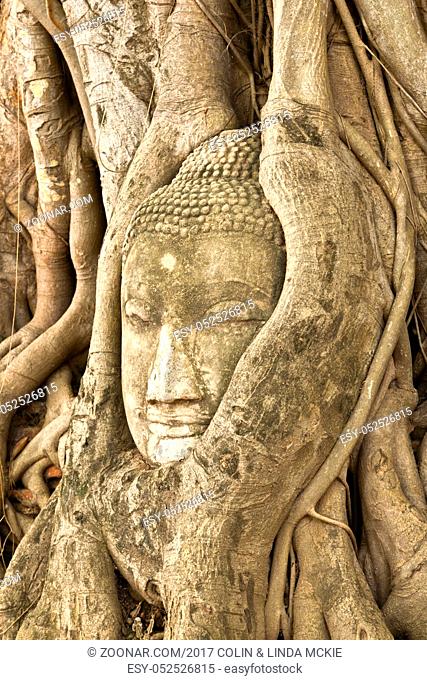 Head of a stone Buddha figure embedded in tree roots in Ayutthaya Historical Park, which has the ruins of the ancient capital of Thailand