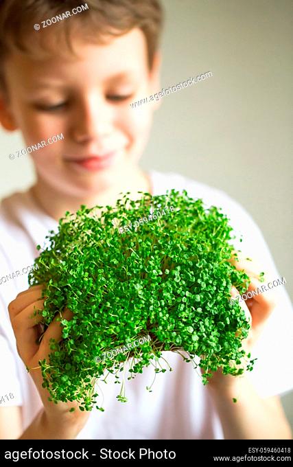 microgreen sprouts in kids hands Raw sprouts, microgreens, healthy eating concept. Sprouting Microgreens. Seed Germination at home