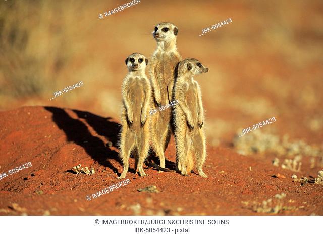Meerkats (Suricata suricatta), adult, standing upright with two young, vigilant, Tswalu Game Reserve, Kalahari, North Cape, South Africa, Africa