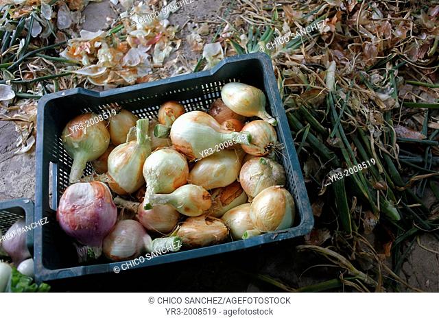 A box full of onions lays in Los Tamayos organic farm in Prado del Rey, Cadiz, Andalusia, Spain, June 21, 2013. Los Tamayos organic farm has been successful...