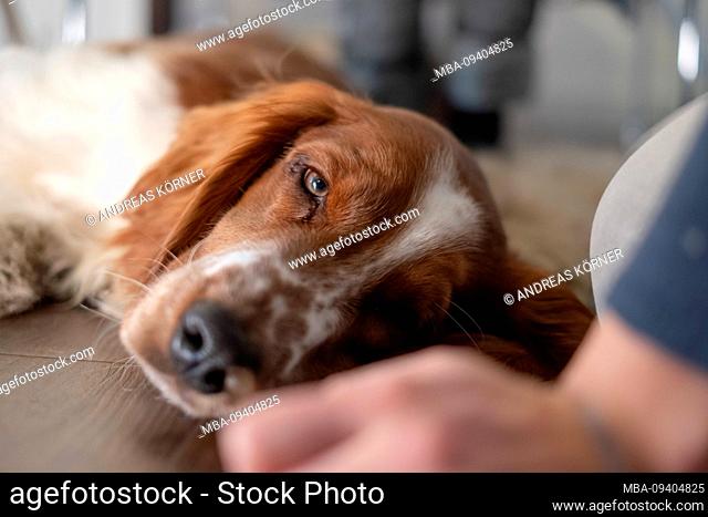 Dog, Irish red and white setter lying tired on the floor
