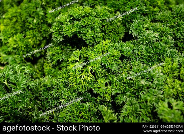 10 June 2022, Baden-Wuerttemberg, Rottweil: Parsley is for sale in an Edeka store in the produce department. Photo: Silas Stein/dpa