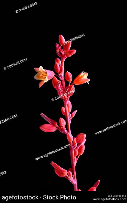 Closeup of the flowers of the Red Yucca, Hesperaloe parviflora against a black background