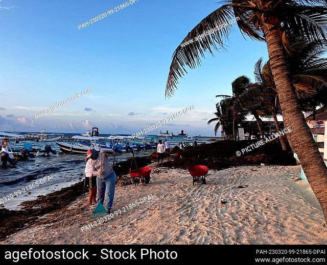 18 March 2023, Mexico, Puerto Morelos: Workers remove brown algae on the beach. Large amounts are currently washing up on the coast of Mexico's Yucatán...