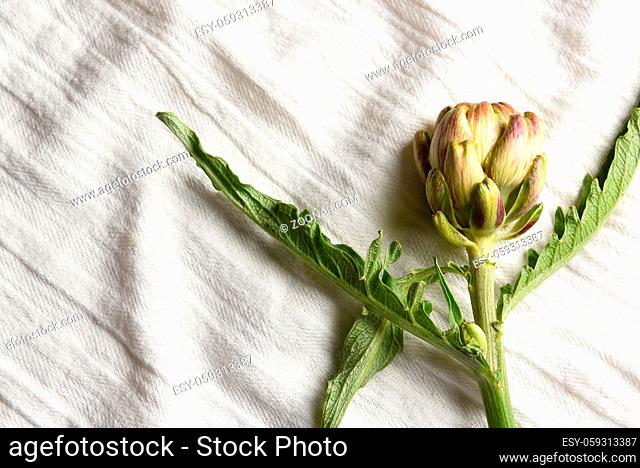 Overhead shot of a fresh picked home grown artichoke on a linen kitchen towel