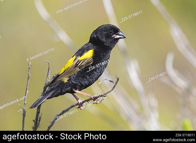 Yellow Bishop (Euplectes capensis), side view of an adult male in breeding plumage perched on a branch, Western Cape, South Africa