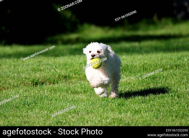 A cute white dog playing fetch with a tennis ball