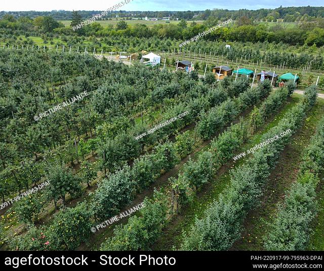 17 September 2022, Brandenburg, Müncheberg: A plantation with different apple varieties on the grounds of the Müncheberg orchard research station (aerial view...