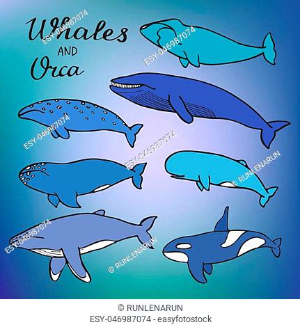 Sperm whale cartoon Stock Photos and Images | agefotostock
