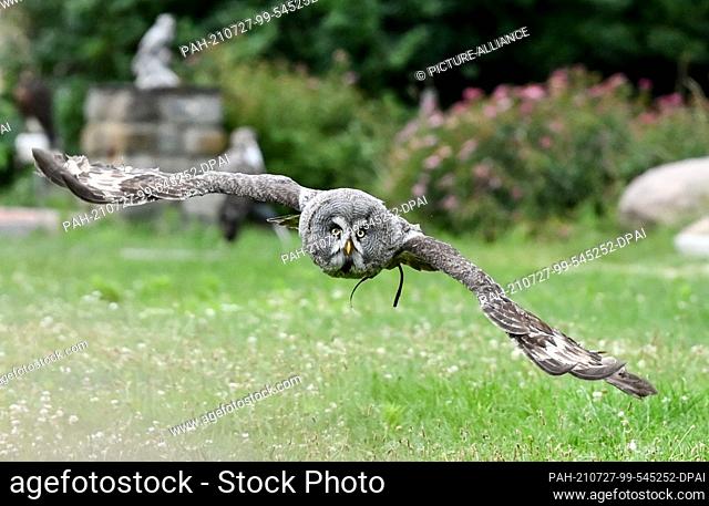 20 July 2021, Brandenburg, Potsdam: Great Horned Owl Ole flies during a bird of prey program at Falkenhof Ravensberge. The Falkenhof teaches visitors about the...