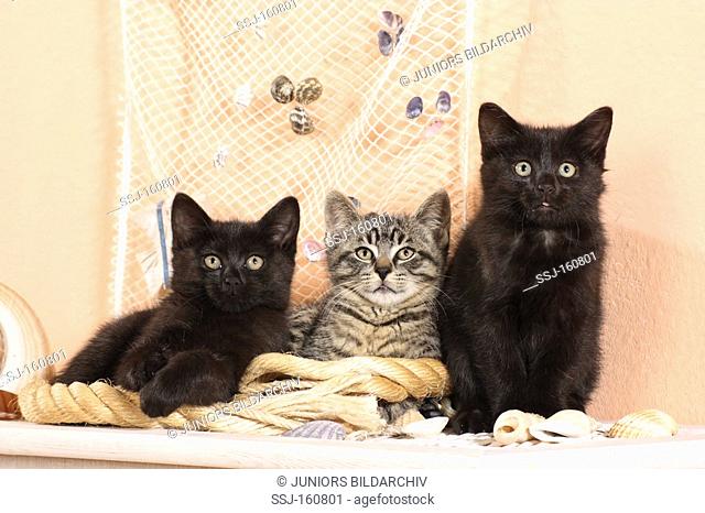 three kittens besides shells