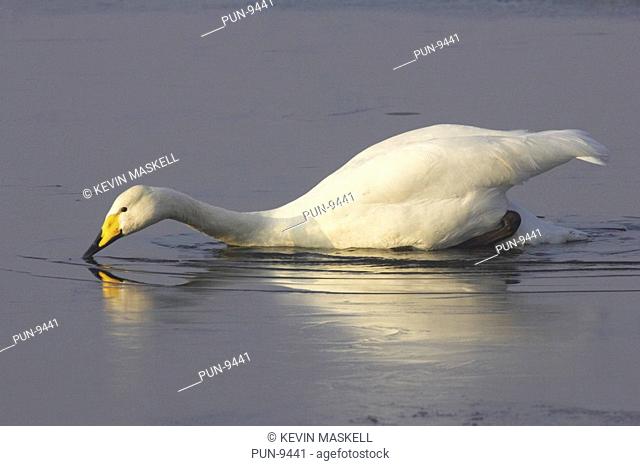 Whooper swan Cygnus cygnus trying to get on to ice at Welney, Norfolk, England