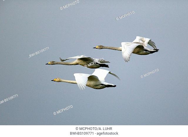 whooper swan (Cygnus cygnus), flying young, Denmark
