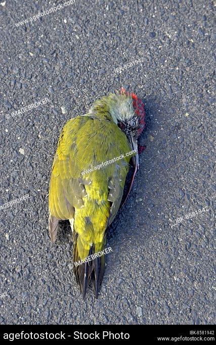 European green woodpecker (Picus viridis), male, as a traffic victim on the road, Hesse, Germany, Europe
