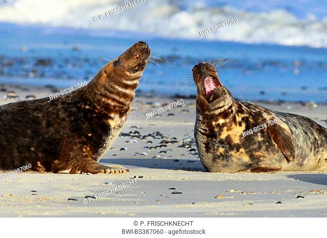 gray seal (Halichoerus grypus), two fighting males, Germany, Schleswig-Holstein, Heligoland