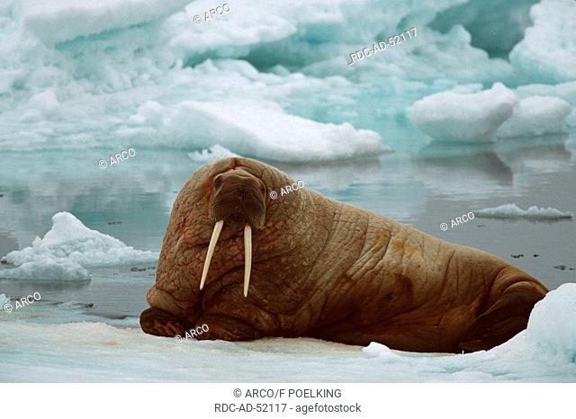 Walrus Svalbard Spitzbergen Norway Odobenus rosmarus Arctic