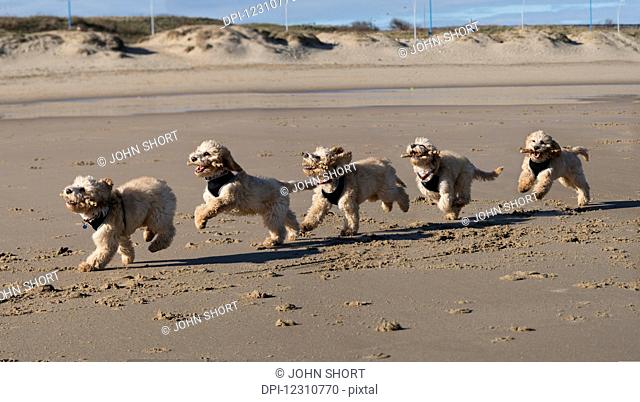 Composite image of a cockapoo running on the beach, with 5 images in a row; South Shields, Tyne and Wear, England