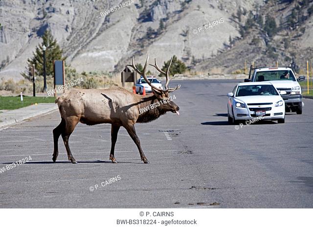 wapiti, elk (Cervus elaphus canadensis, Cervus canadensis), rutting wapiti bull crossing road, USA, Wyoming, Yellowstone National Park, Mammoth Hot Springs