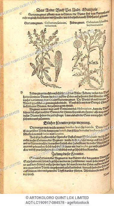 Cichorium sativum, vel hortense et Cichorium sylvestre Intybus erraticus, Gartenwegwart and Feldwegwart, Fol. 150v, 1590, Pietro Andrea Mattioli