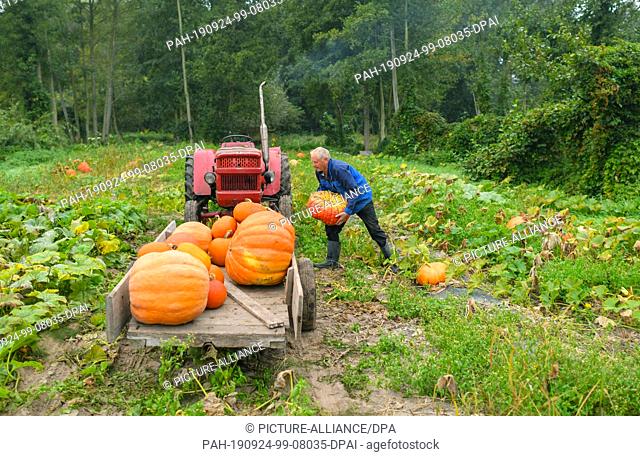 24 September 2019, Brandenburg: Harald Wenske from the Spreewald village Lehde harvests pumpkins on a field in the Spreewald