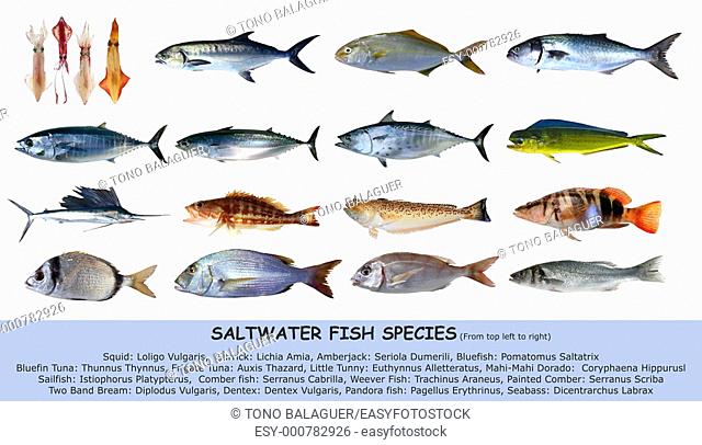 Fish species saltwater clasification seafood isolated on white