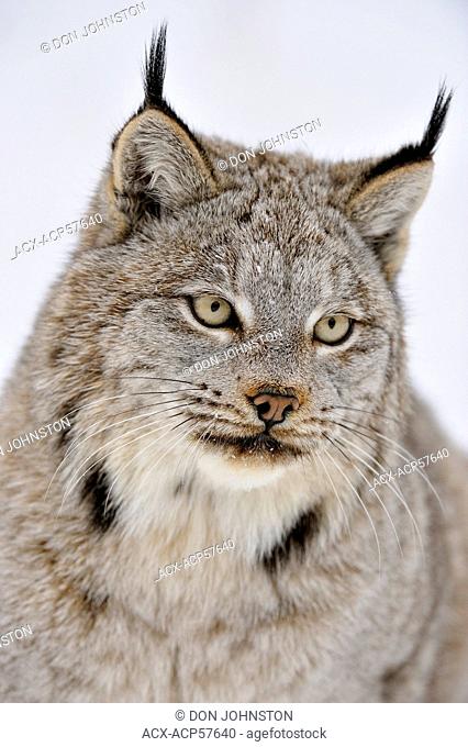 Canada lynx Lynx canadensis, Bozeman, Montana, USA