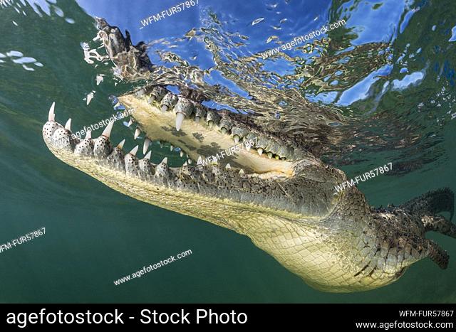 American Crocodile, Crocodylus acutus, Jardines de la Reina, Cuba