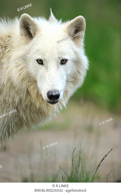 arctic wolf, tundra wolf Canis lupus albus, portrait