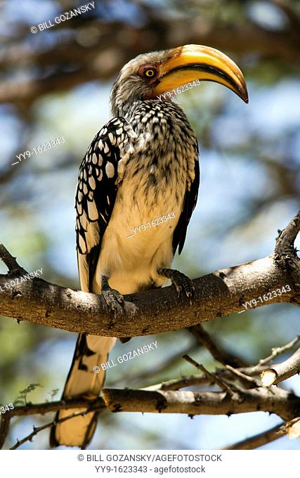 Southern Yellow-billed Hornbill - Okonjima, near Otjiwarongo, Namibia, Africa