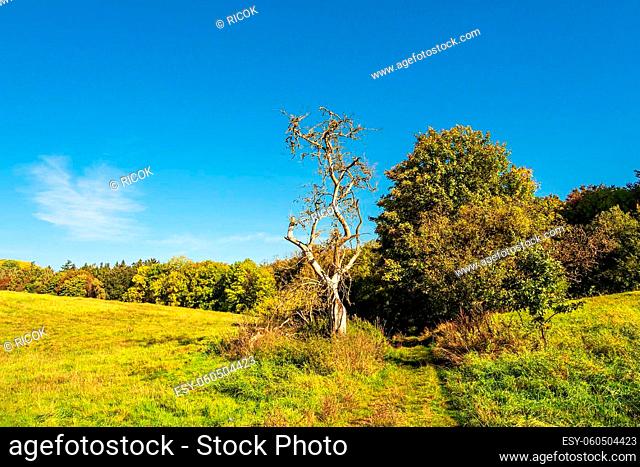 Landscape with path and trees near Hohen Demzin, Germany